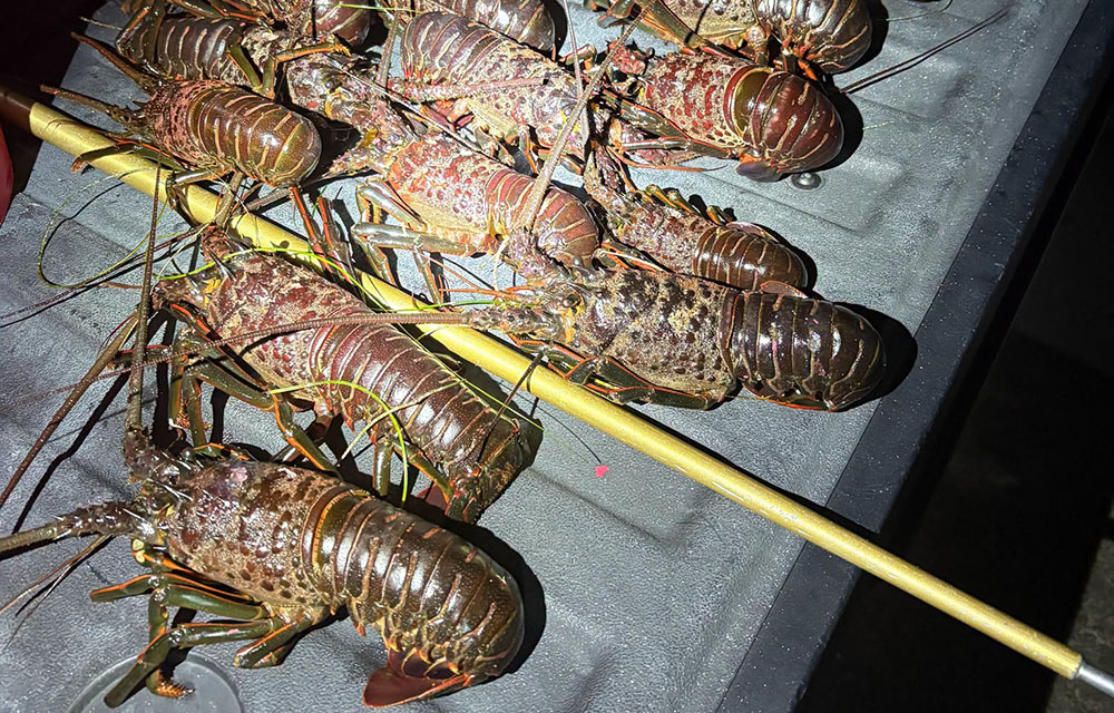 lobsters