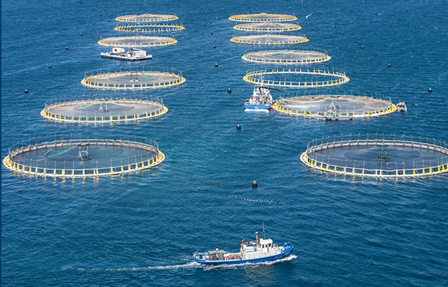 An aerial view of a Clean Seas aquaculture operation