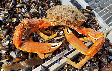 Irish seafood.