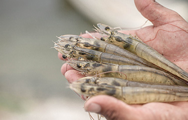 A person holding a handful of shrimp in Ecuador.