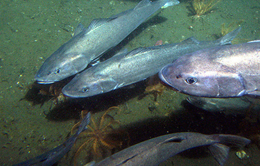 Sablefish swimming at the bottom of the ocean.