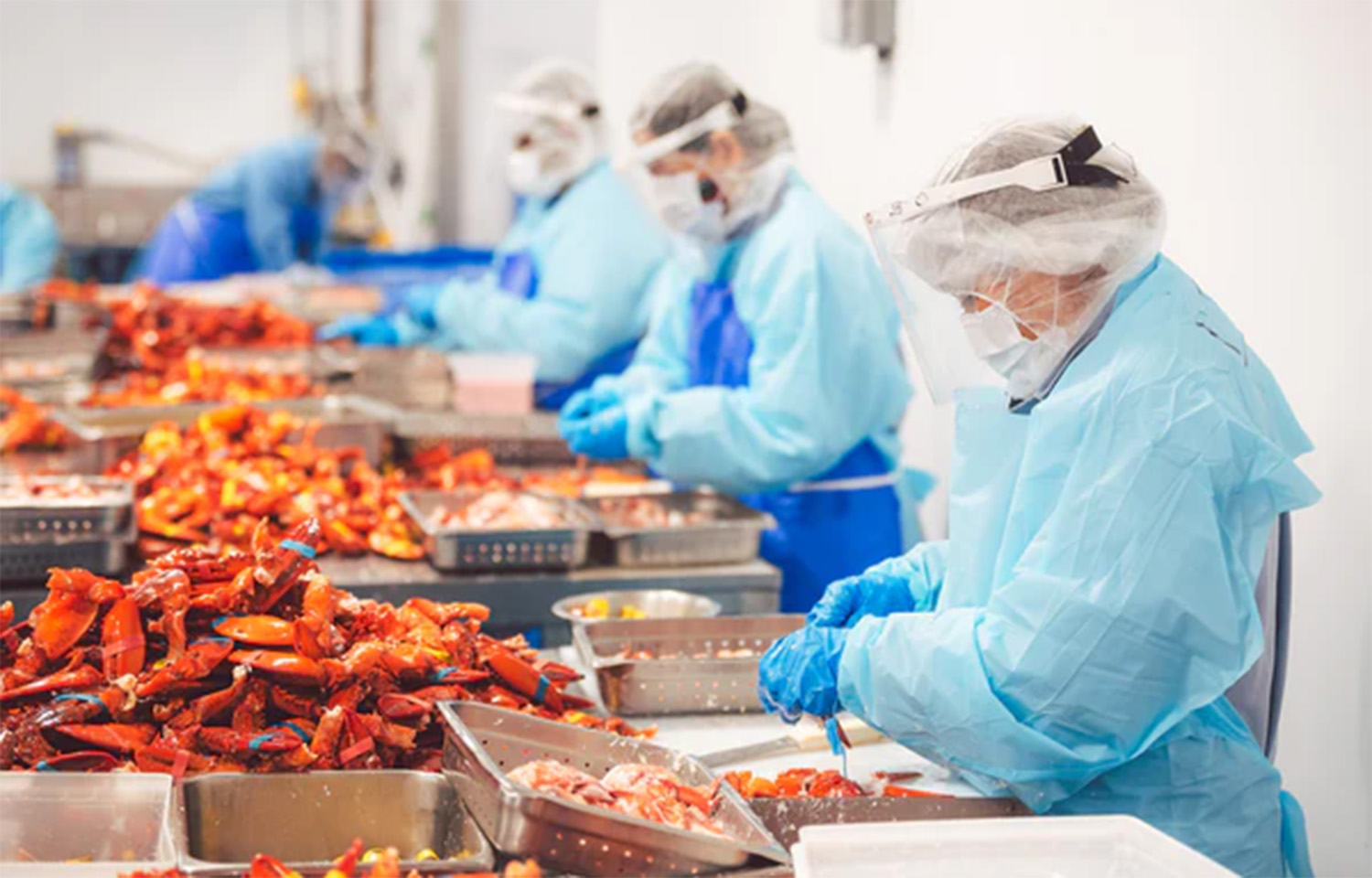 Workers in a Luke's Lobster lobster processing facility