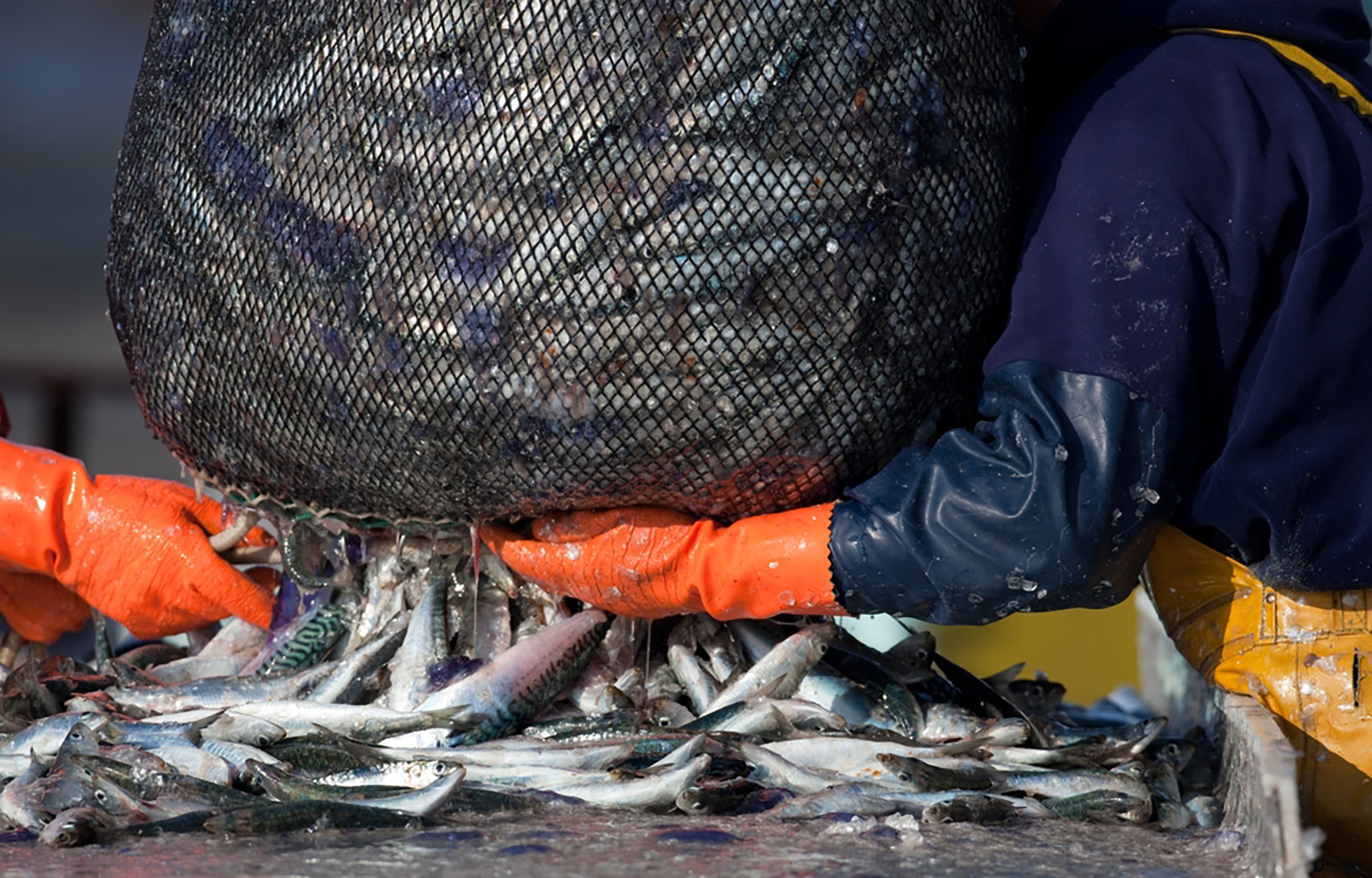 A close-up photo of a fisherman hauling in mackerel, with fish pouring out of the net onto a boat