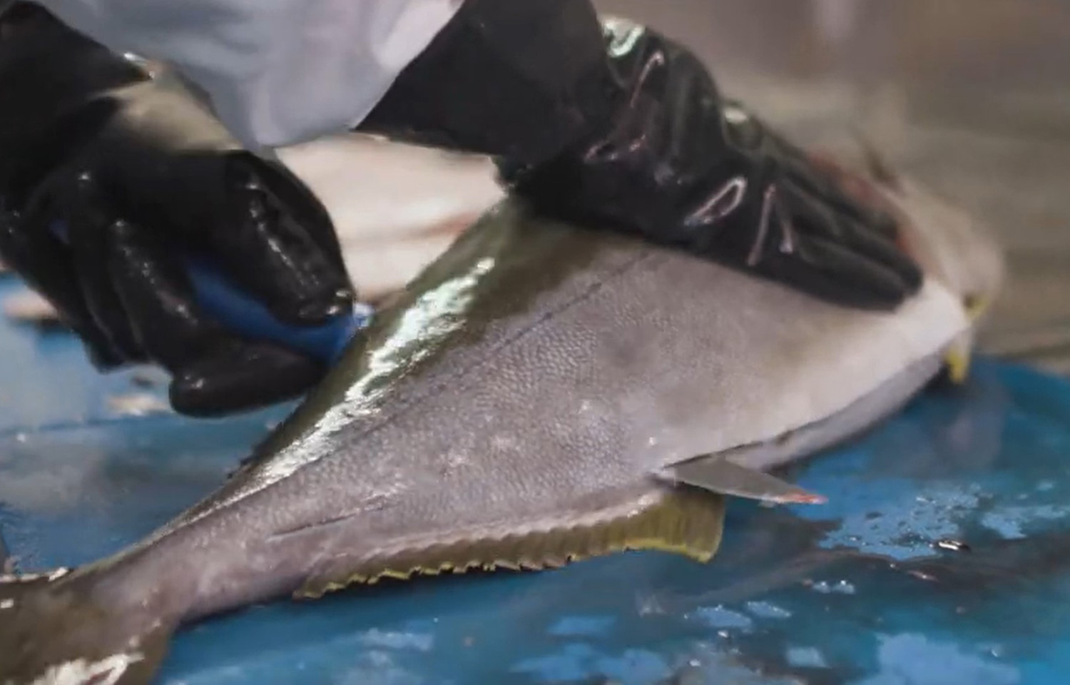 A Kingfish Company worker filleting a yellowtail kingfish