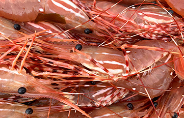 Canadian spot prawn