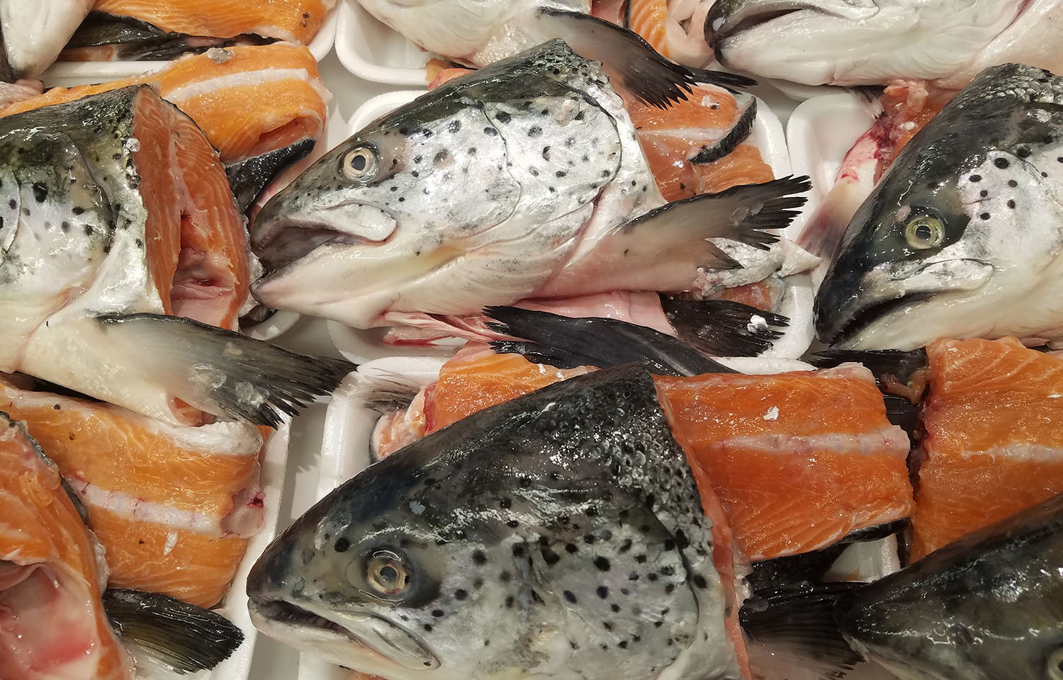 Atlantic salmon heads