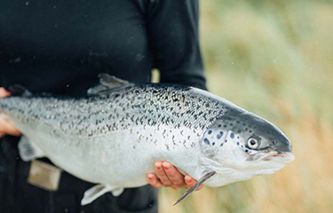An Atlantic Sapphire employee holding a salmon.