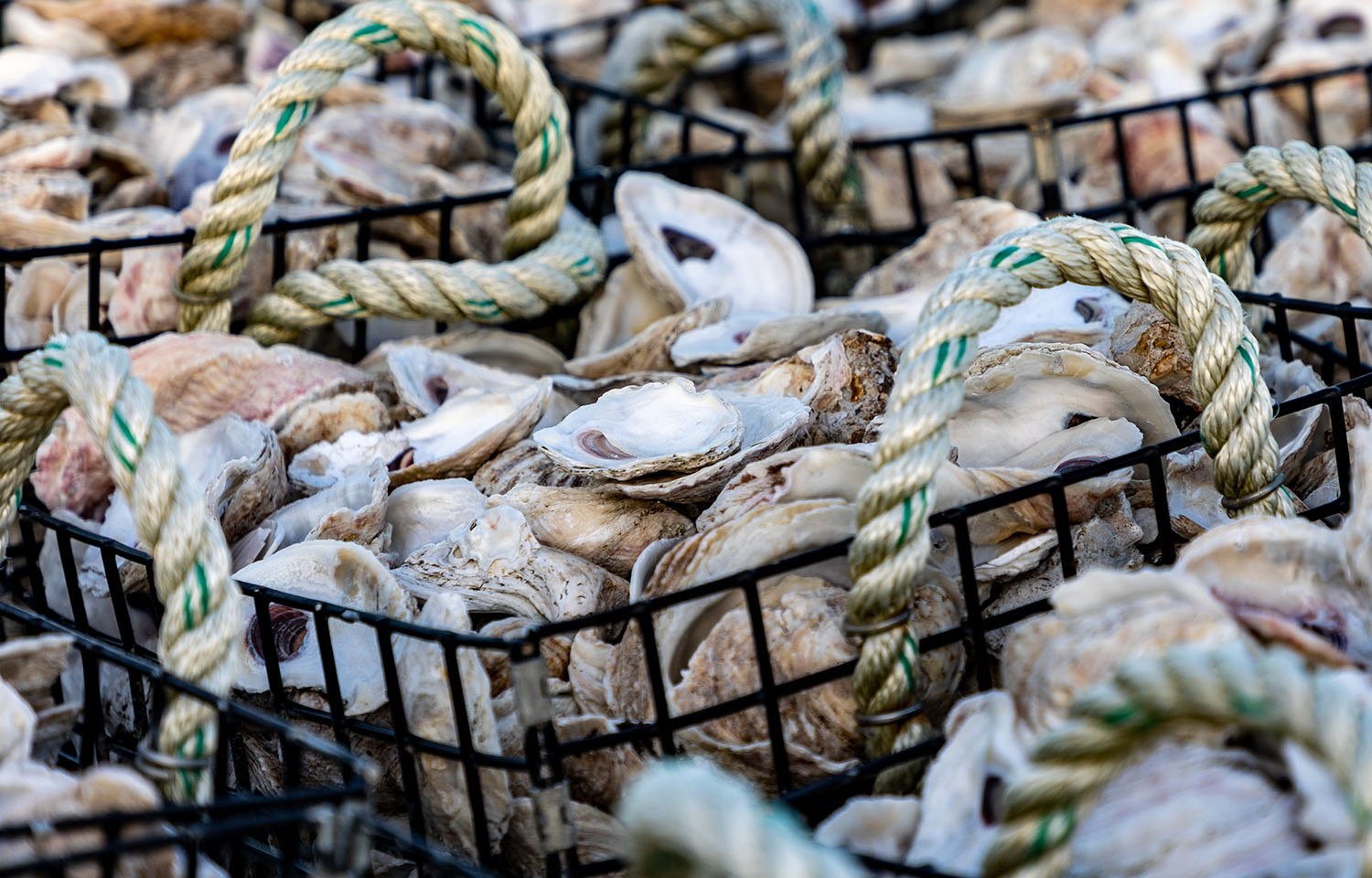 Alabama state lawmaker proposes trio of seafood bills for upcoming legislative session