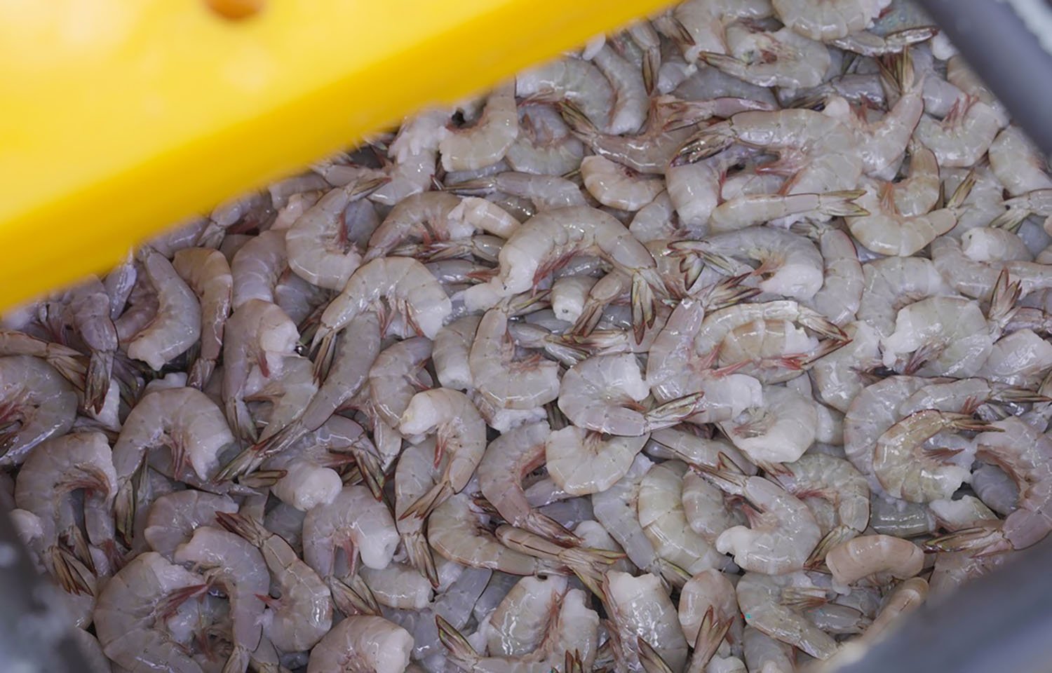 A pile of shrimp