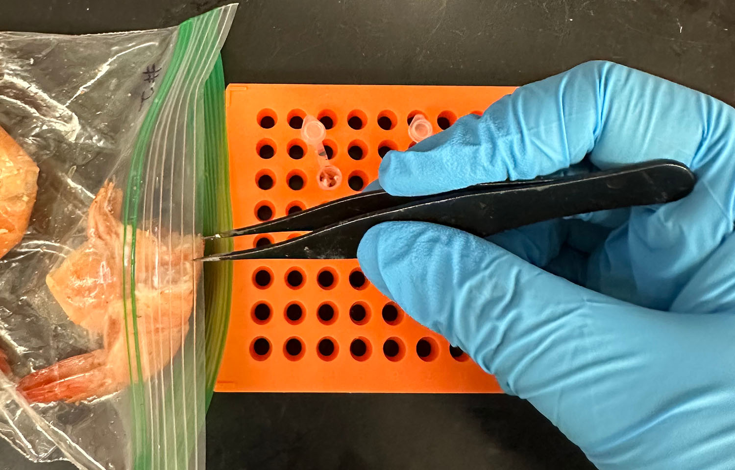A SeaD Consulting employee performing genetic testing on a shrimp