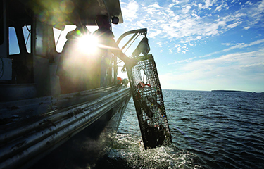 A Maine lobster fisherman retrieves a trap.