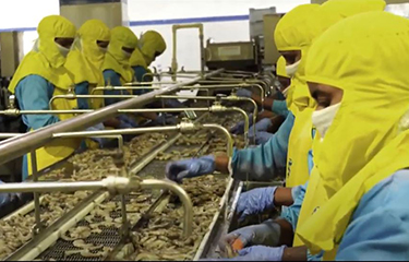 Shrimp being processed at a Nekkanti Sea Foods facility in India.