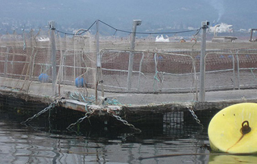 Washington ban makes entire US West Coast off-limits for net-pen finfish  aquaculture