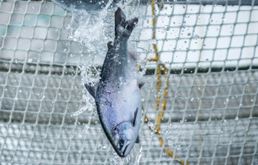 New Zealand King Salmon is offering its existing shareholders a deal on new company shares as part of an effort to pay off debt worsened by recent losses.