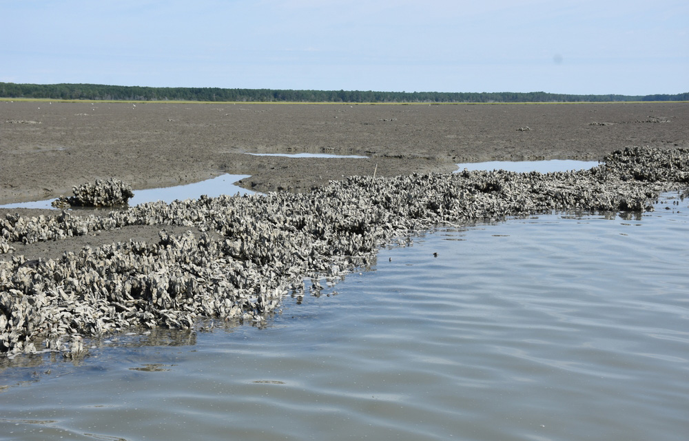 An oyster reef