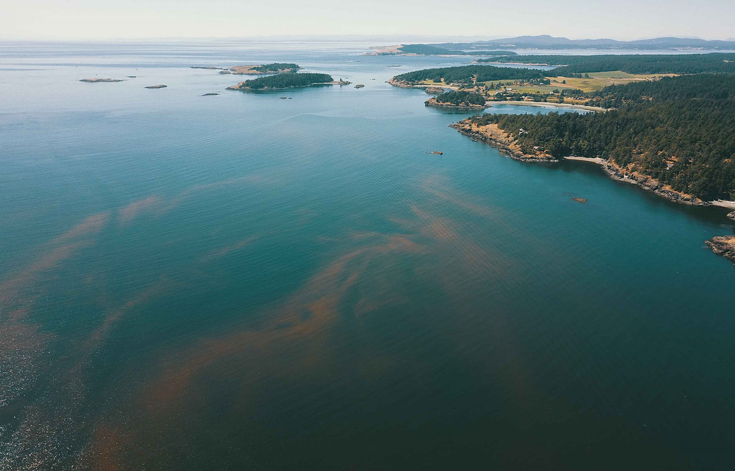 An aerial view of an algal bloom in the ocean