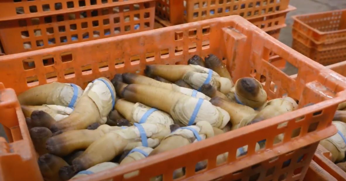 Geoduck produced by Taylor Shellfish.