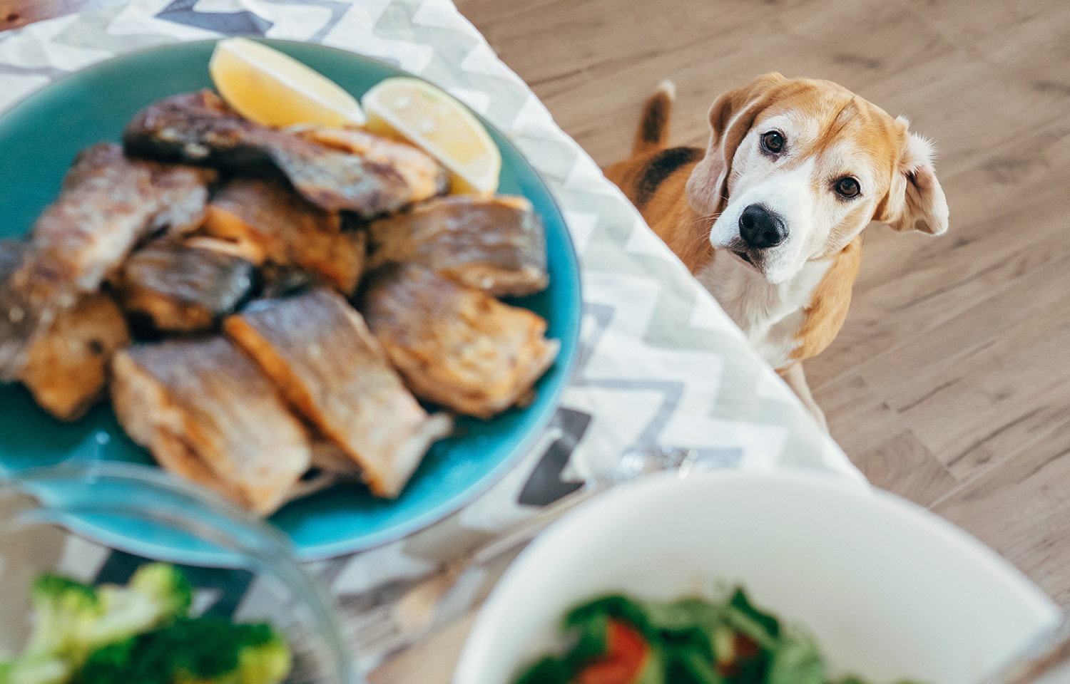 A hungry dog looks longingly at a plate of fish set on a table high above him