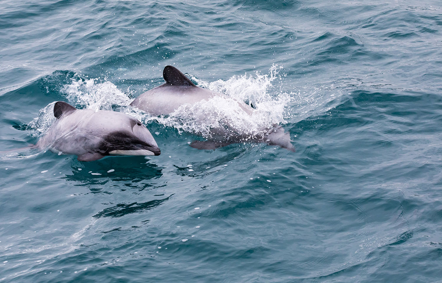 Two Maui (mother and calf) dolphins swimming through a grey blue ocean.