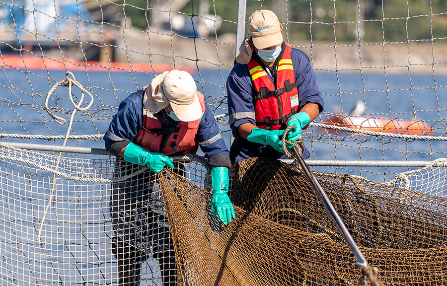 Salmones Camanchaca worker inspect a sabotaged net at the company's San Jose-based aquaculture facility.