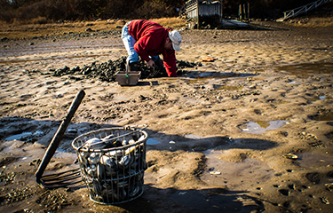 A Maine clam harvester.