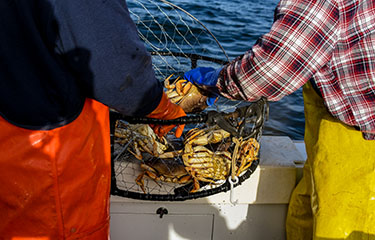 Fishermen pulling Dungeness crabs out of a crab pot on a boat.