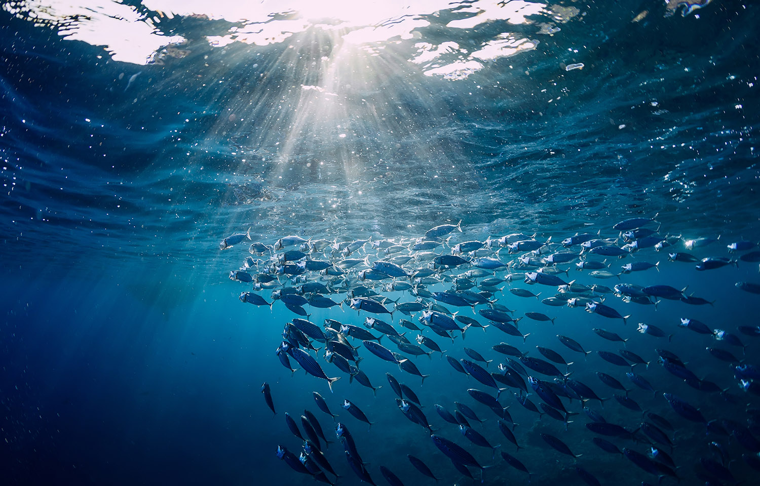 Tuna swimming in the ocean