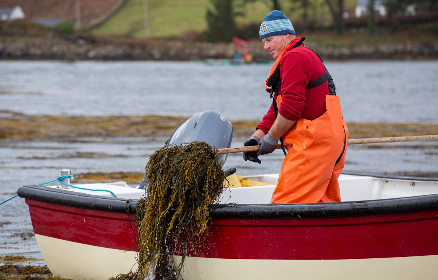 A man harvesting seaweed