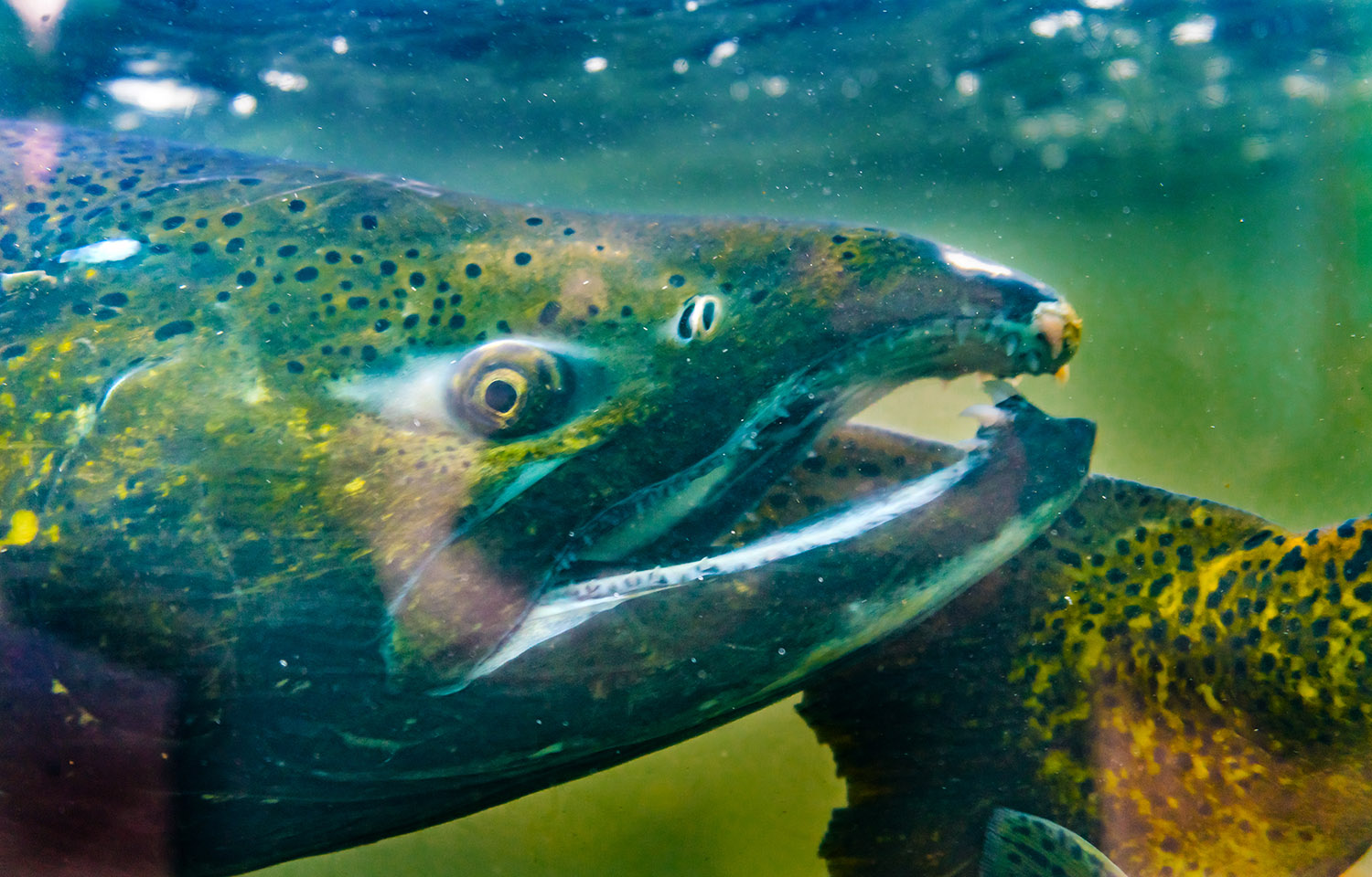 A salmon in Washington