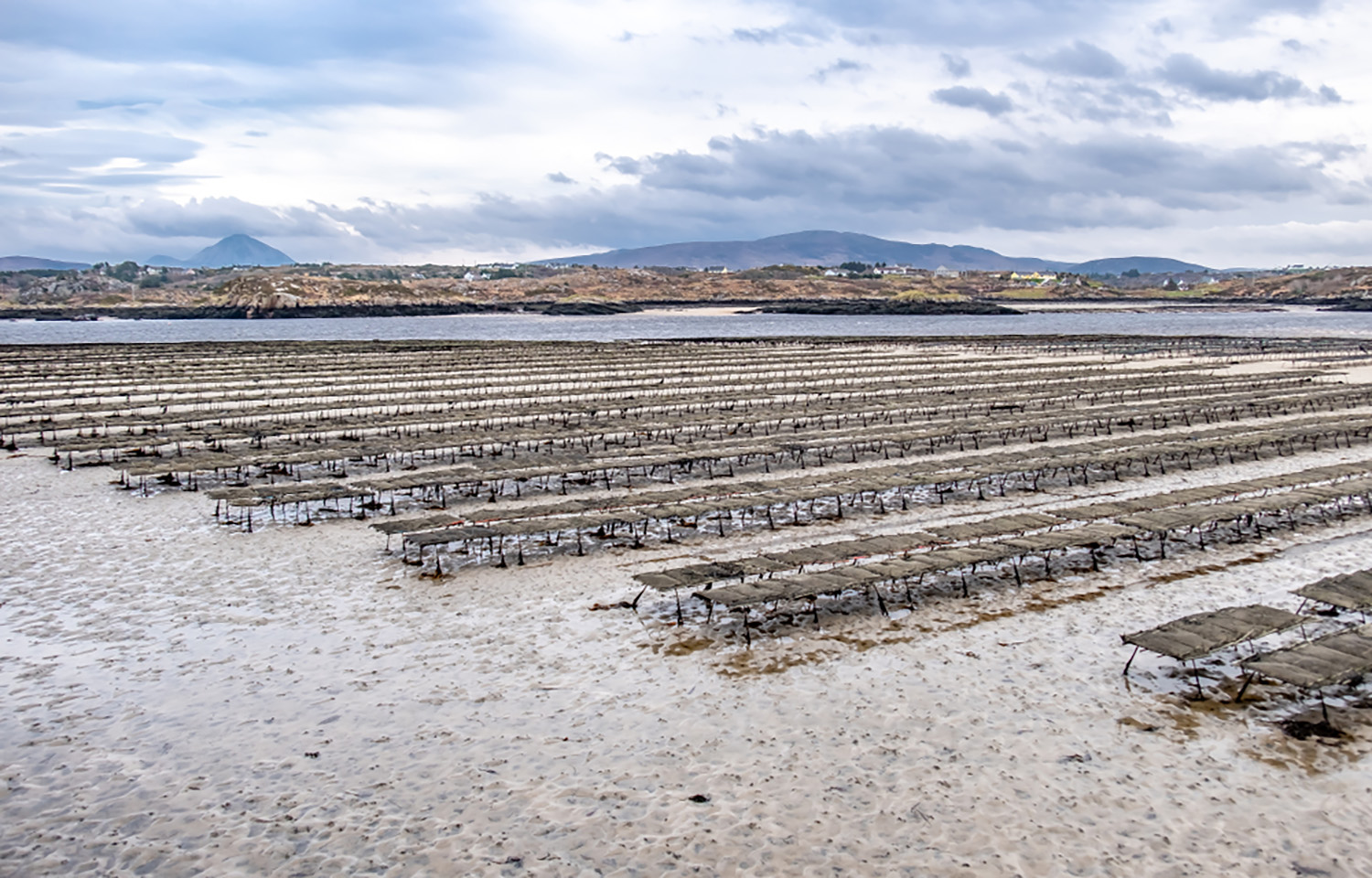 Oyster farming in County Donegal, Ireland