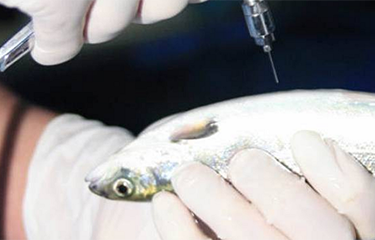 A photo of a salmon being injected with antibiotics.