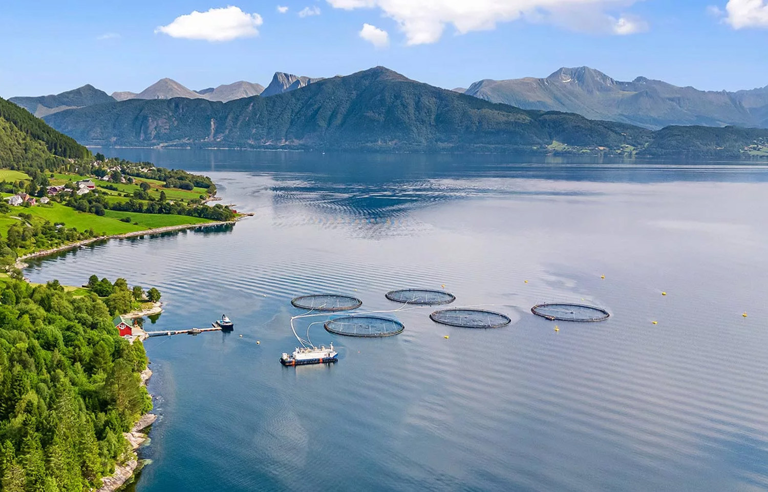 Måsøval posts record annual harvest volumes, expects slight dip in 2026