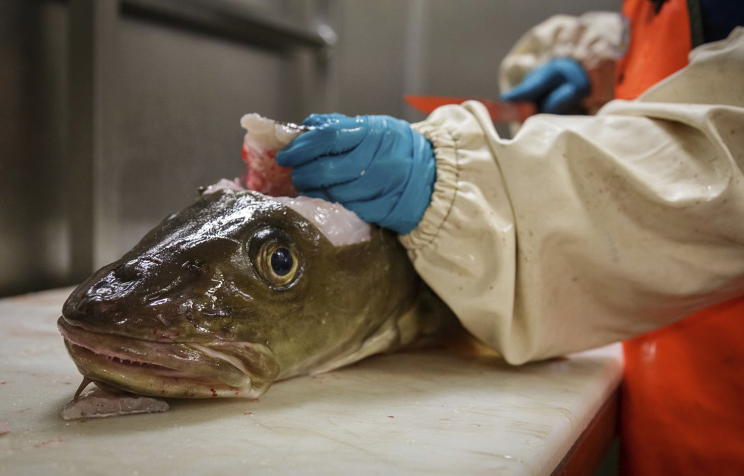 A cod being processed