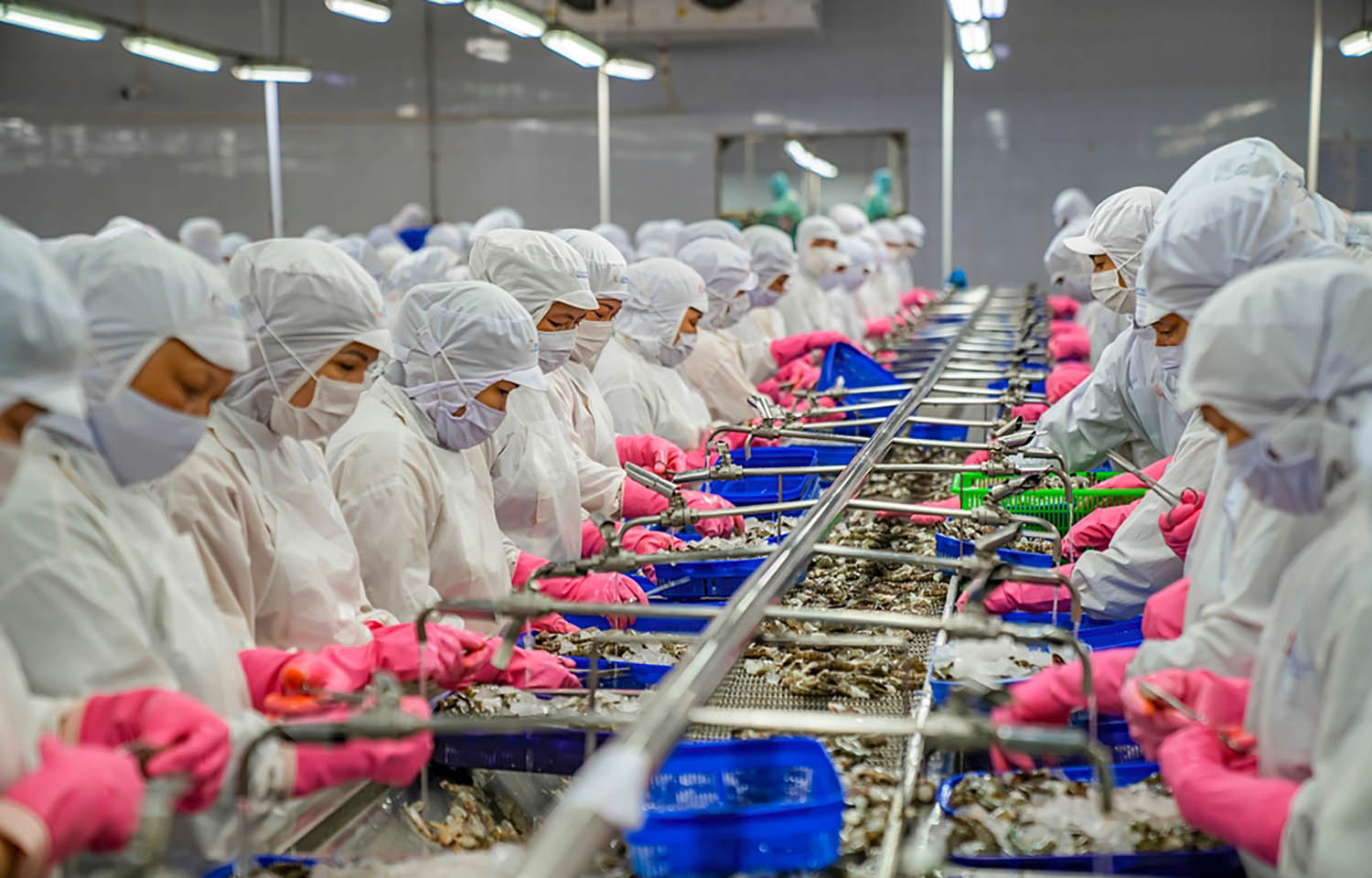 A Vietnamese shrimp-processing facility