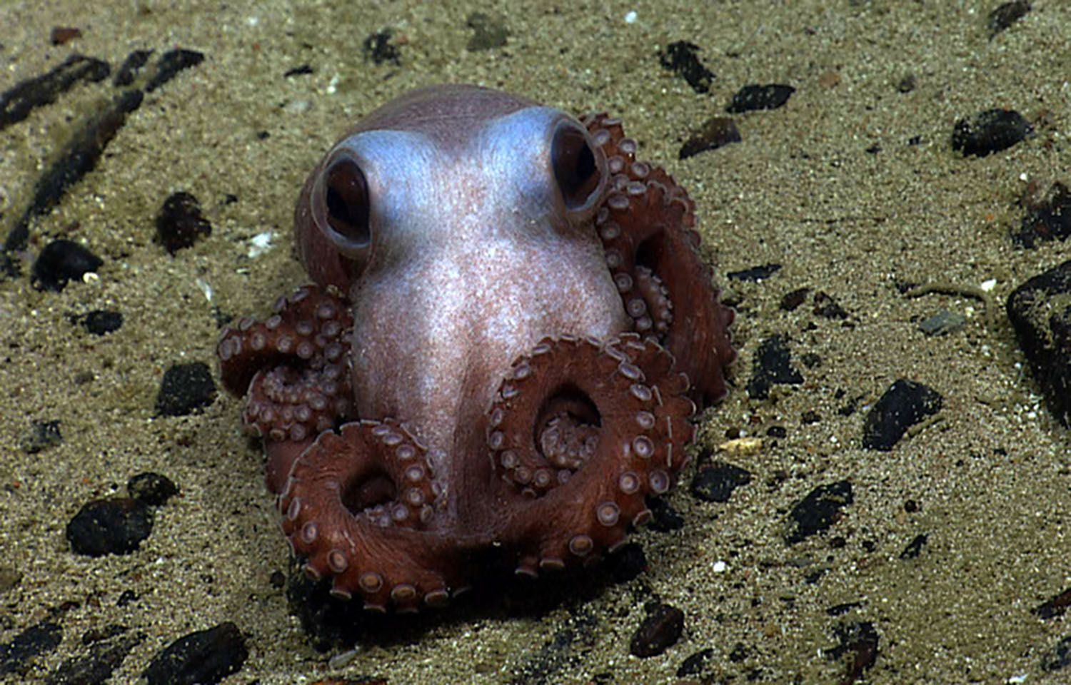 An octopus swimming inside the Northeast Canyons and Seamounts National Monument