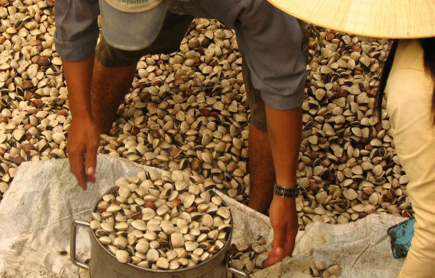 Clam harvesting in the Ben Tre fishery in Vietnam