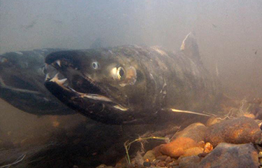 Regulators and Alaska salmon fishermen clash on Bering Sea bycatch  reduction