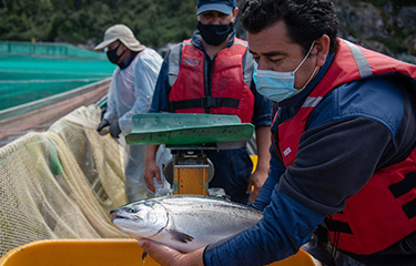 Researchers examining a salmon as part of studies of Chilean aquaculture.