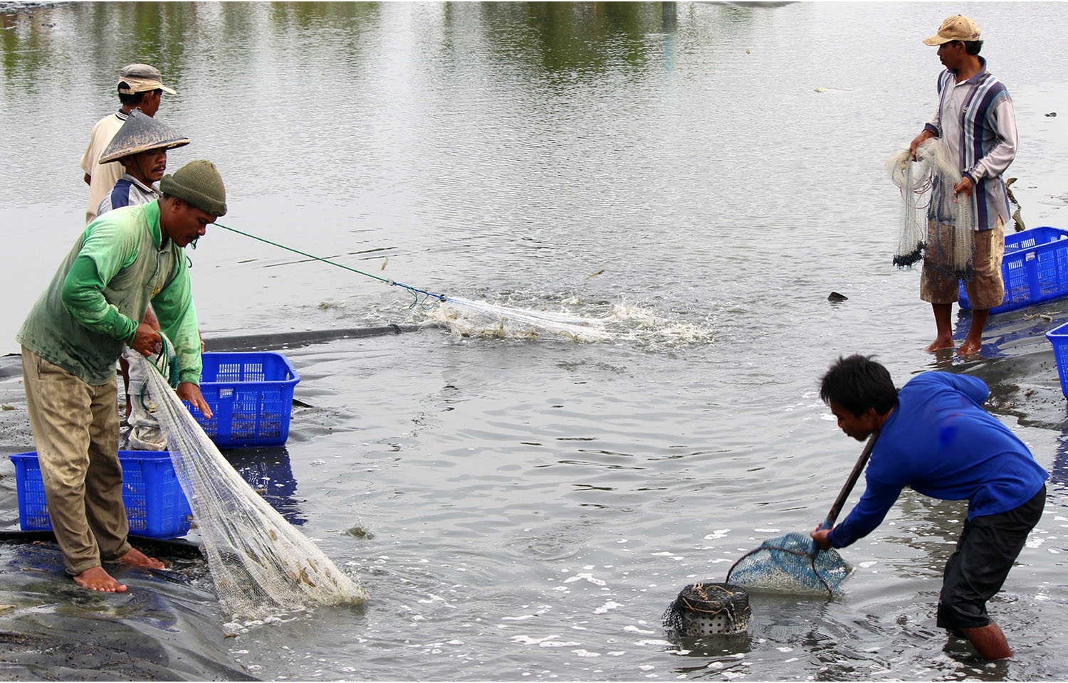 Shrimp harvesters in Lampung, Indonesia