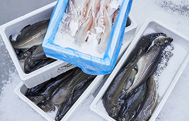 A selection of Norcod produced fish on ice.