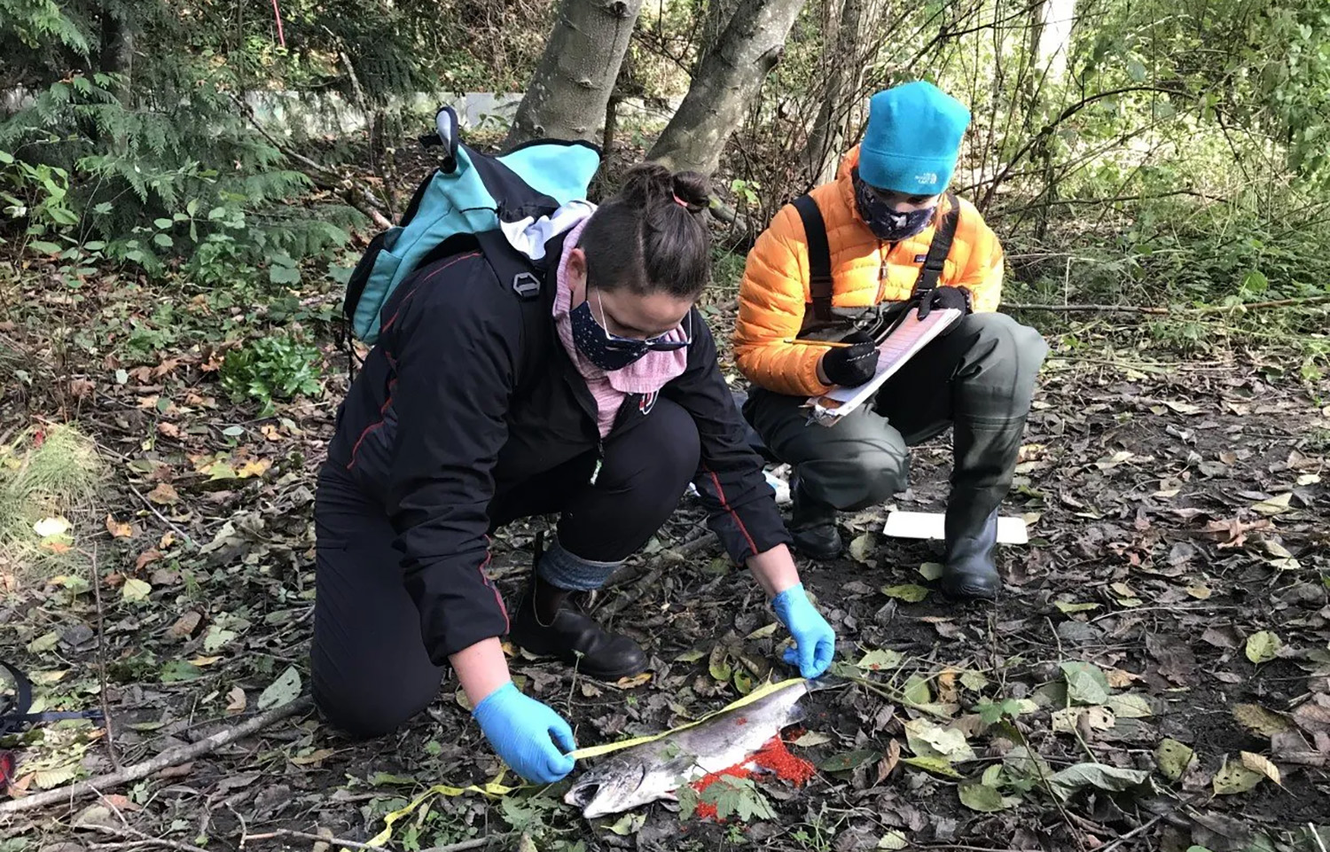 Two researchers monitor a coho salmon death in Longfellow Creek in Seattle, Washington, U.S.A. in 2020