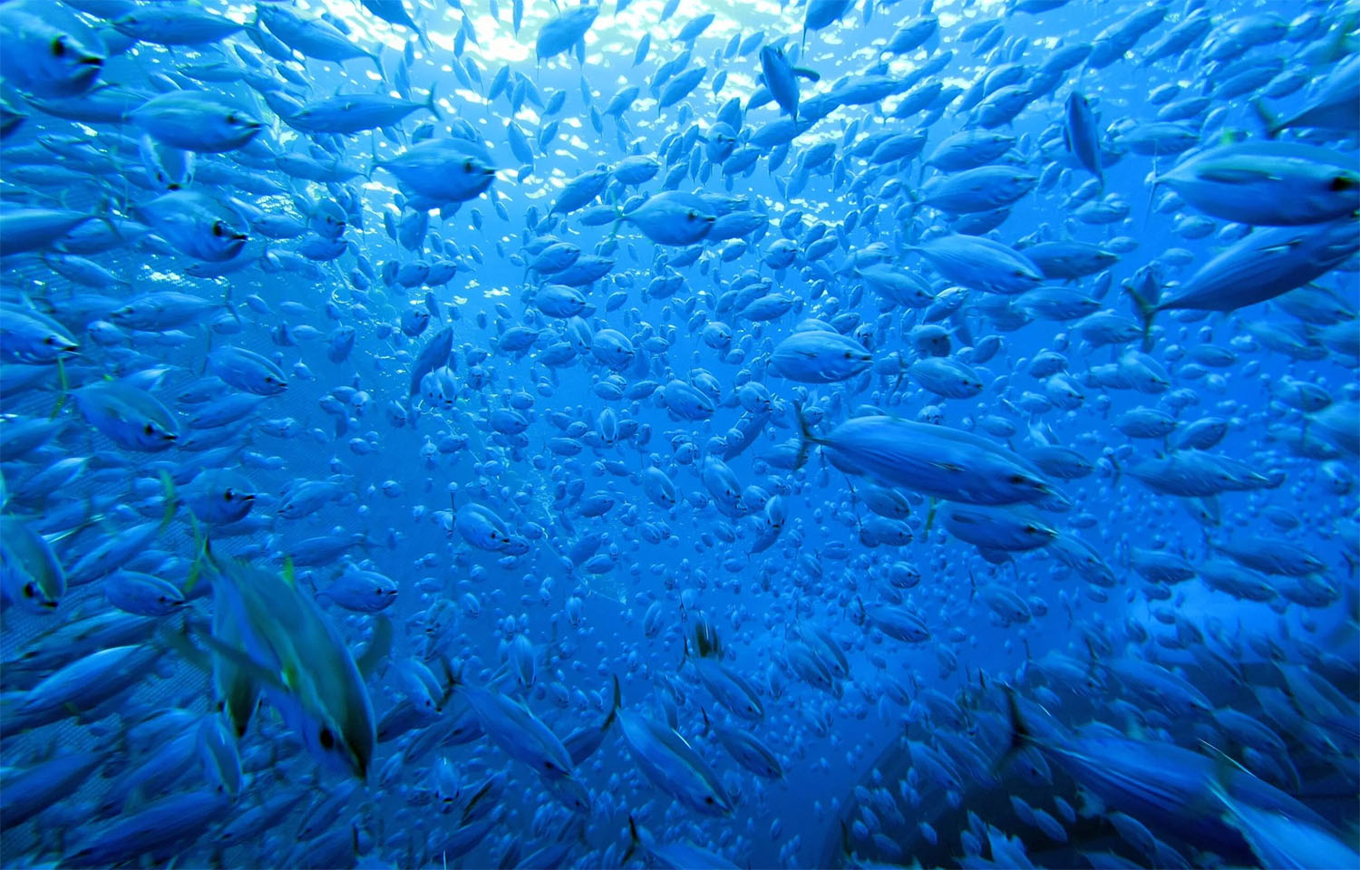 An underwater image of a school of tuna swimming in blue water