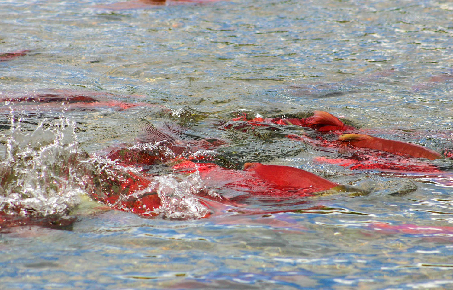sockeye salmon