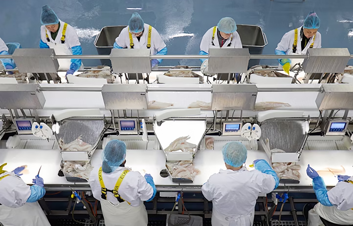 Iceland Seafood International employees processing fish
