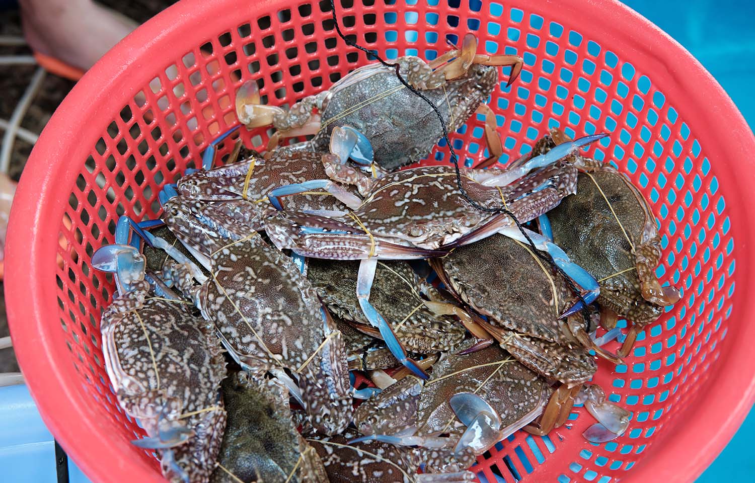 New MMPA finding bars Philippine swimming crab exports to US but greenlights Vietnam, Indonesia, and Sri Lanka