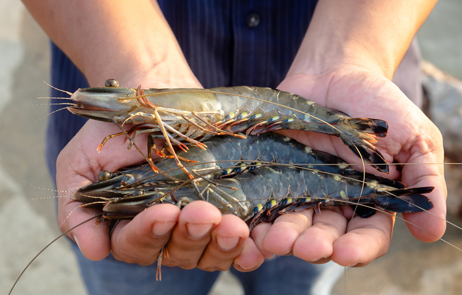 A farmer holds three black tiger shrimp