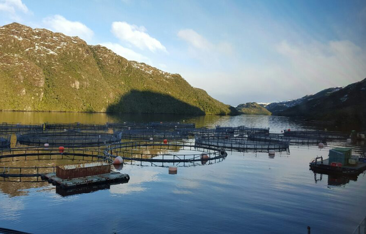 A row of salmon net pens operated by Nova Austral in Chile