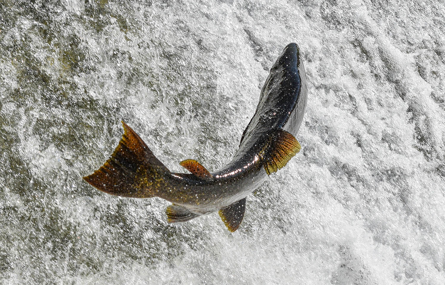 A photo of a Chinook salmon