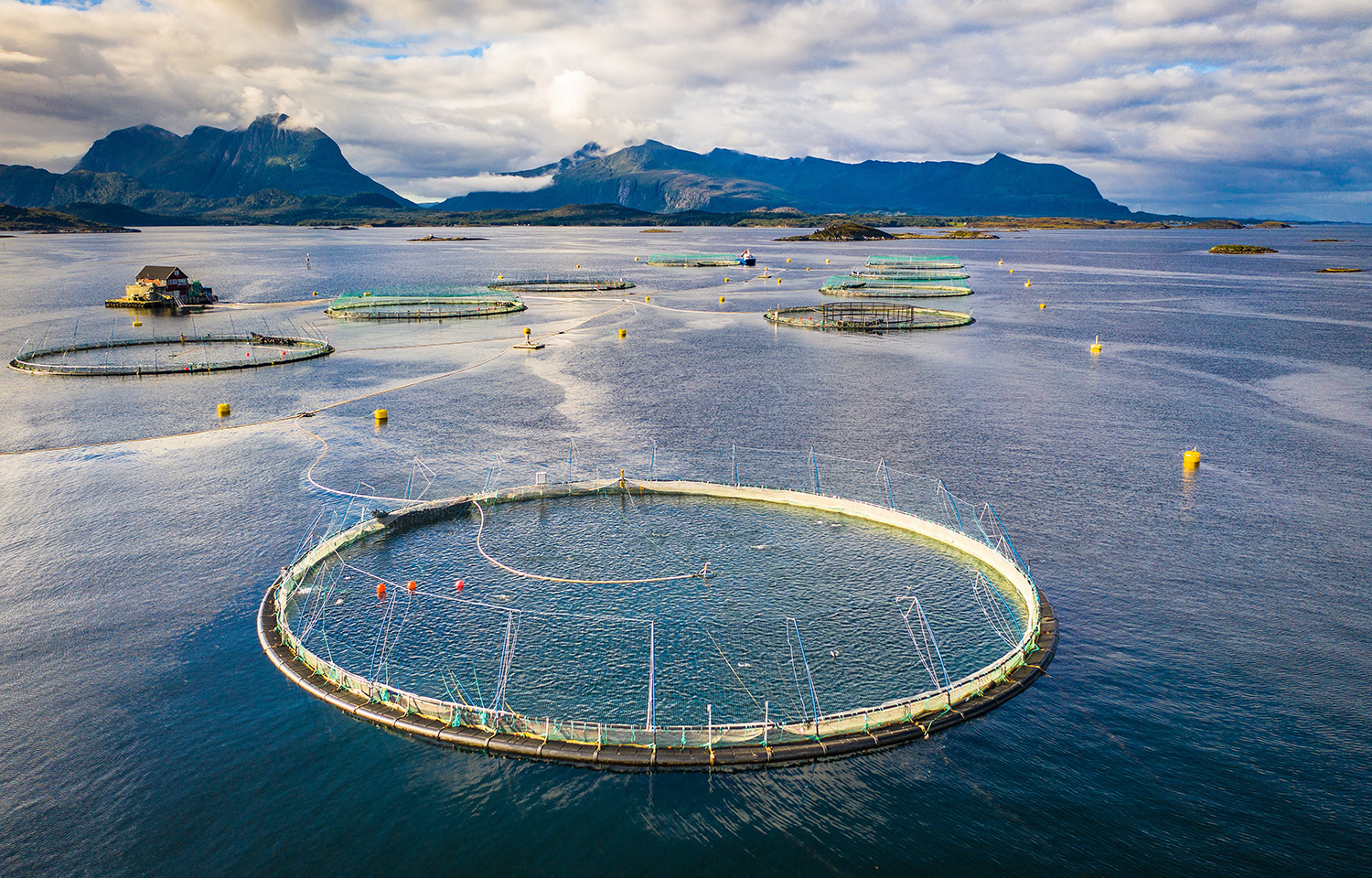 Norwegian salmon prices rise, export totals fall in Week 49 of 2025