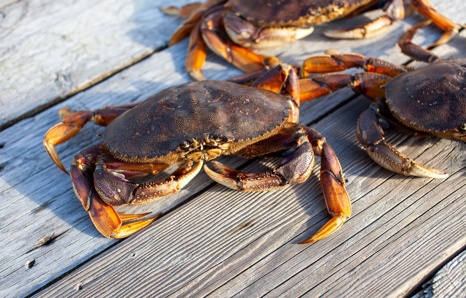 Crabs on a dock